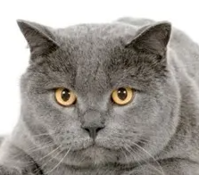 샤트룩스의 특징과 기르는 방법