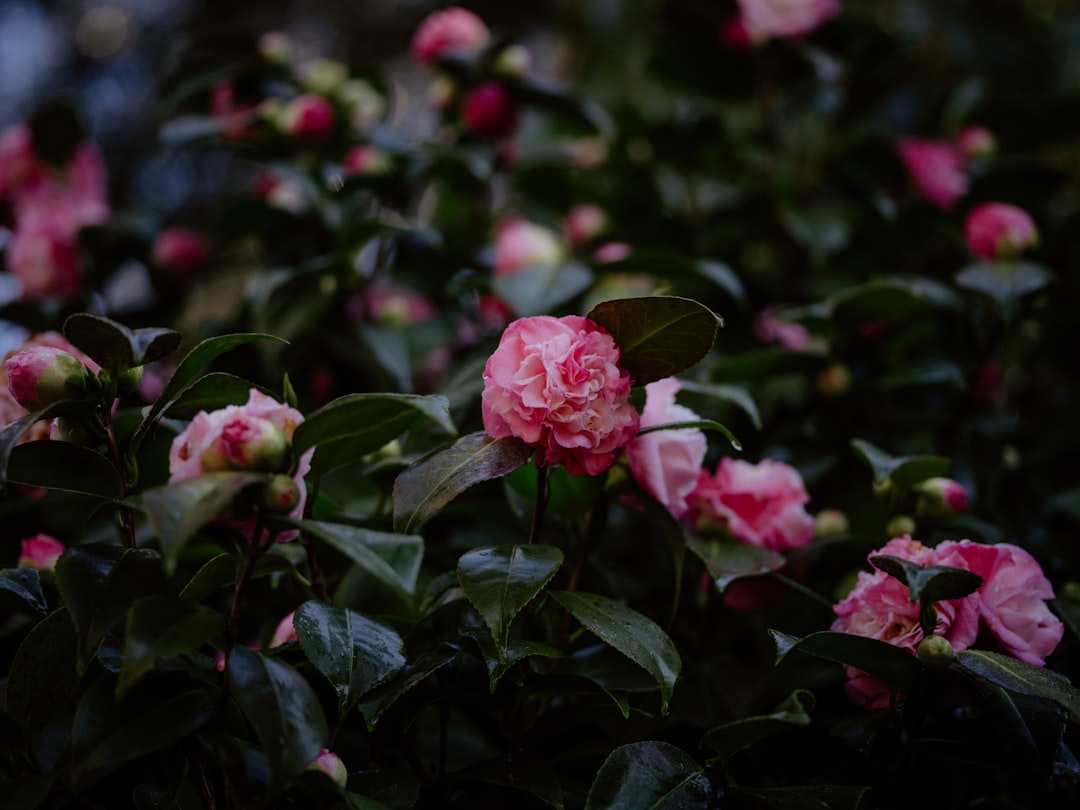 Camellia