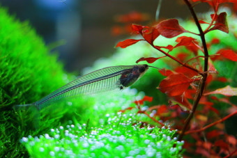 투명 물고기, 글래스 캣피쉬의 생태와 실내 수조 구성법