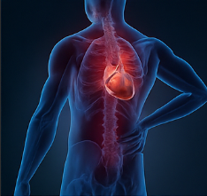 철갑상어 콘드로이친