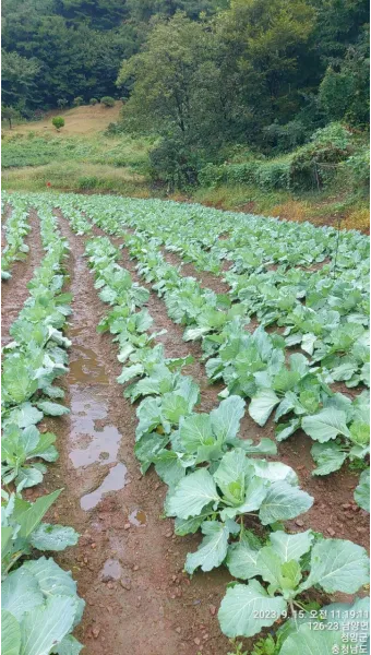 양배추 재배 배추흰나비 방제 칼슘 결핍 예방_9