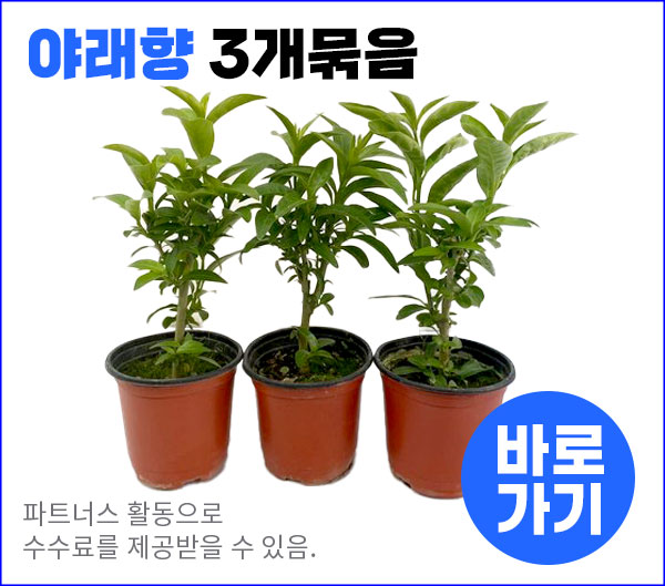 야래향 3개묶음 실내공기정화식물