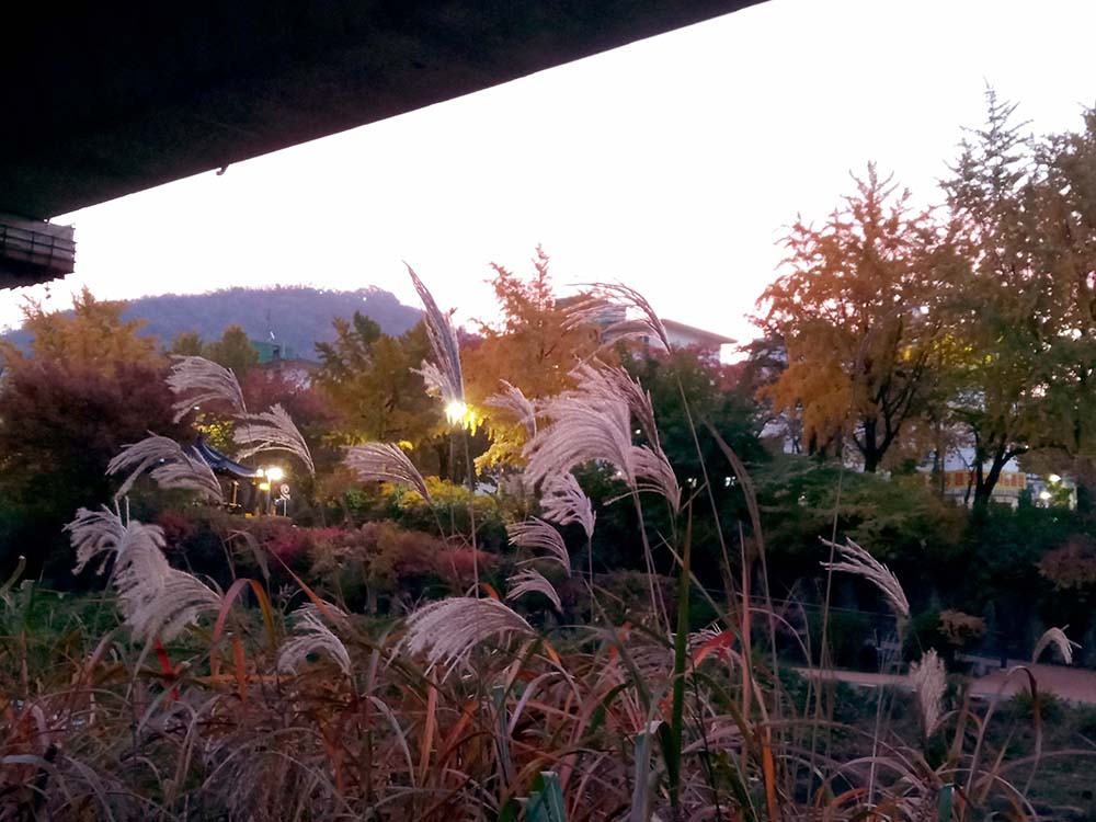 서울 사회복지 걷기대회(ECO Walk, Together Walk)