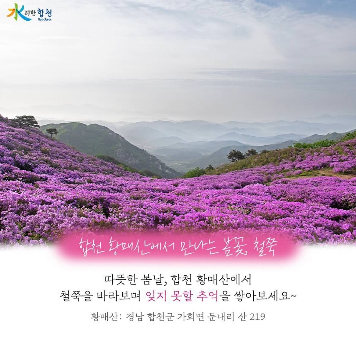 황매산 철쭉축제 기간