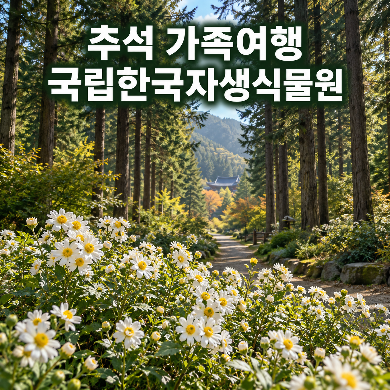 평창 국립한국자생식물원 추석 가족여행｜구절초 보고 월정사 전나무숲길까지