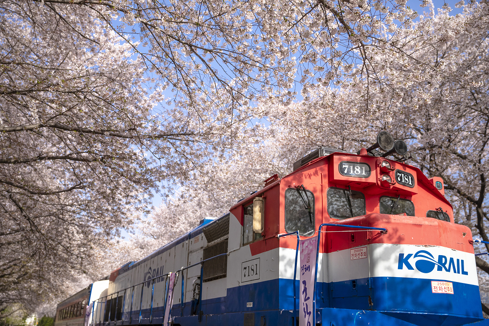 벚꽃 만개한 봄