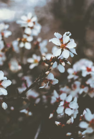 전국 벚꽃 나들이 명소 추천 및 준비물 가이드