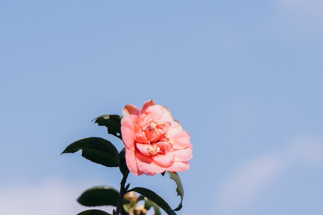 Camellia