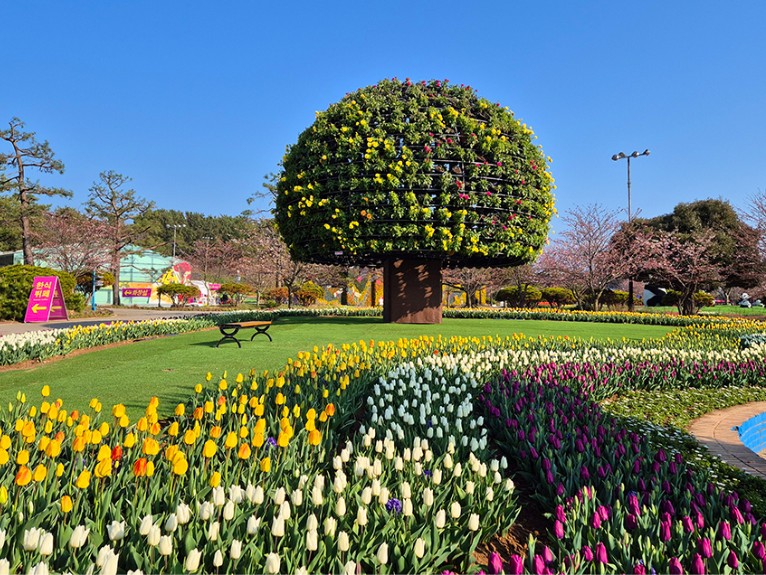 태안 튤립축제 기간 입장료 할인