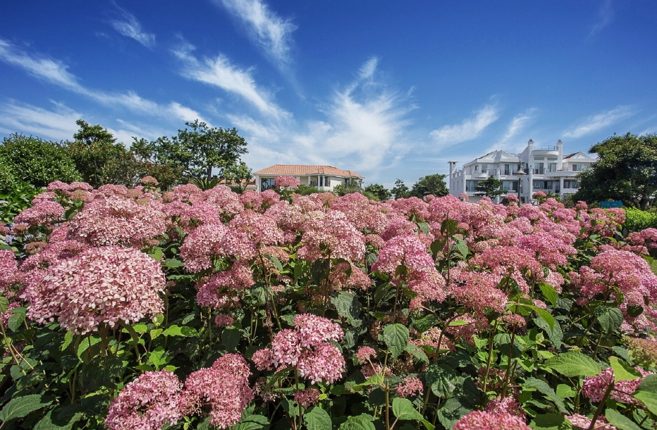 마노르블랑 유럽수국축제