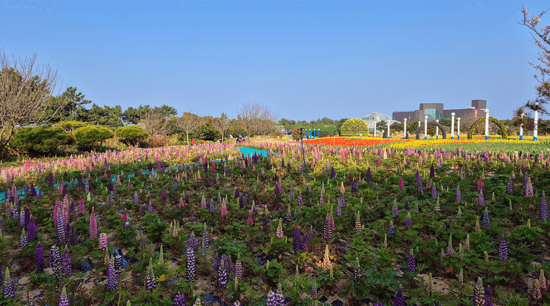 2024 태안 튤립축제