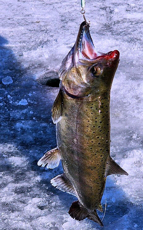 2025 화천 산천어축제, 현장접수 얼음낚시