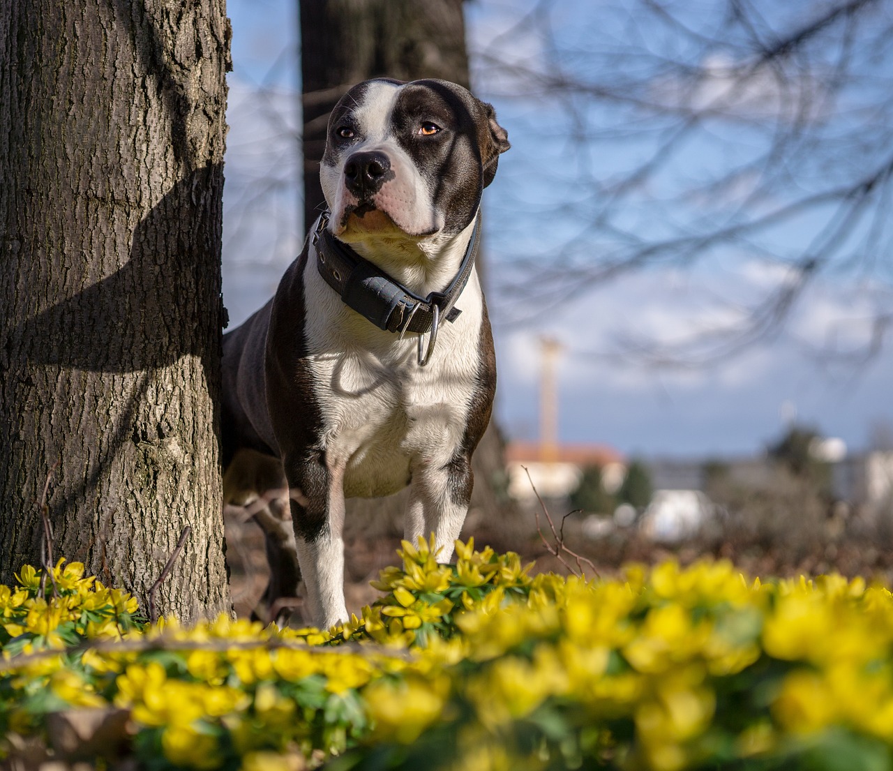 아메리칸 스태퍼드셔 테리어(American Staffordshire Terrier)5