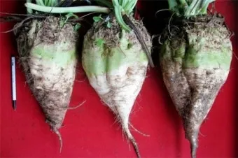 사탕무 재배 봄 파종 당도 관리 수확 보관_12