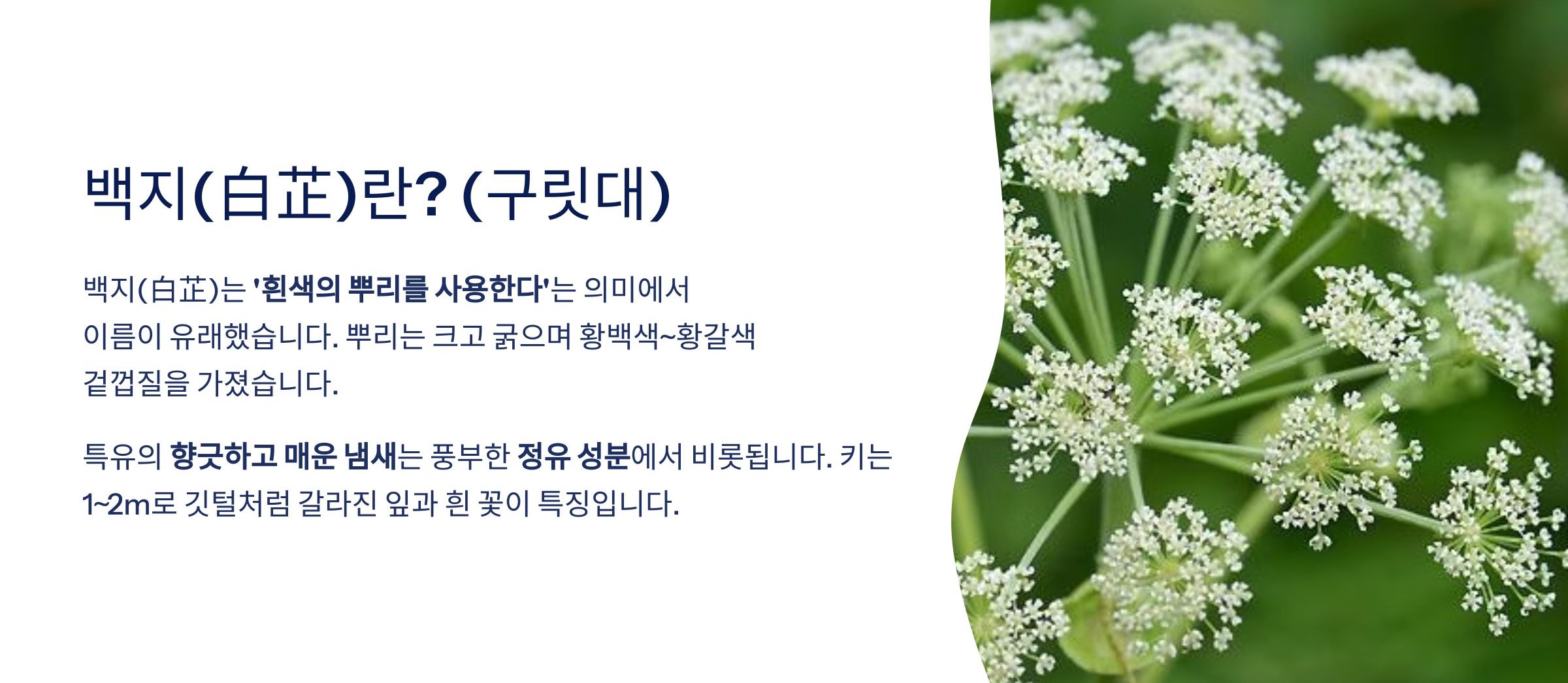 백지(白芷)란? (구릿대)