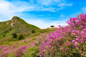 제28회 황매산 철쭉제 기본일정과 프로그램 소개