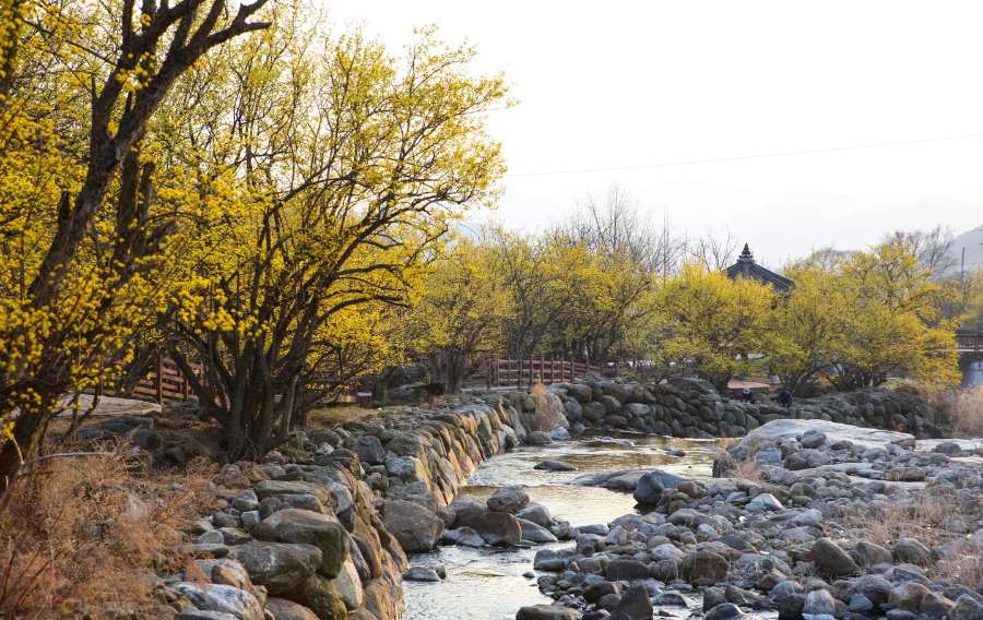 2025 광양 매화축제 완벽 가이드 ❘ 일정, 주차, 맛집 총정리!