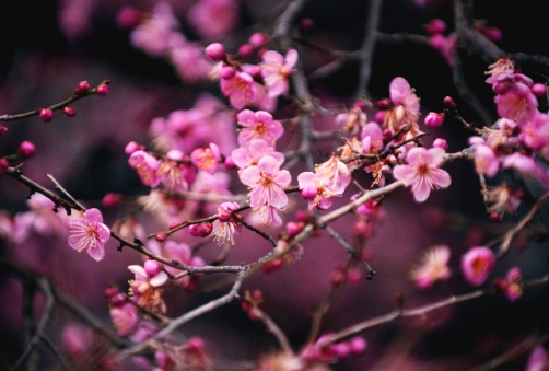 광양 매화축제 개화시기