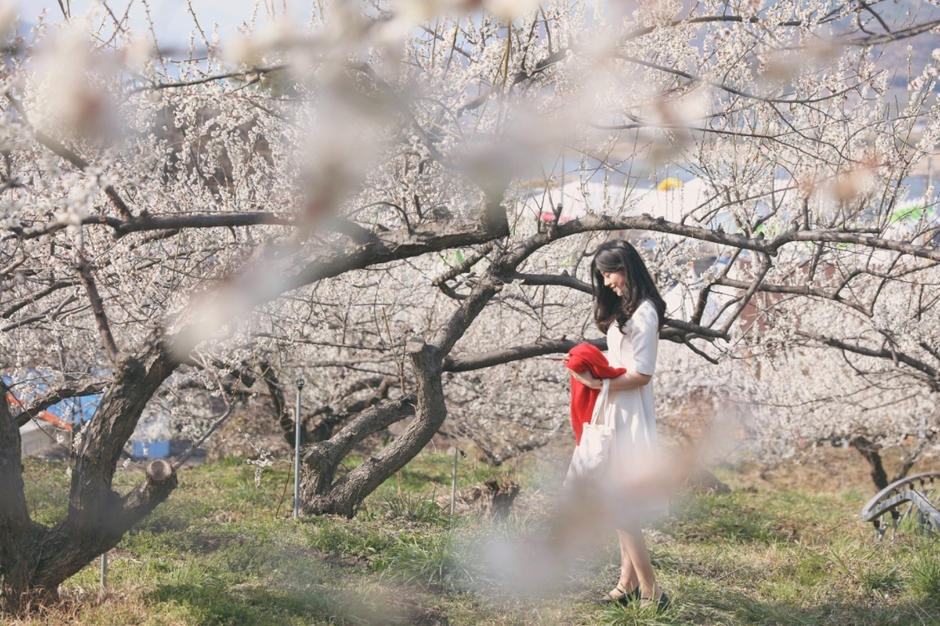 광양매화축제