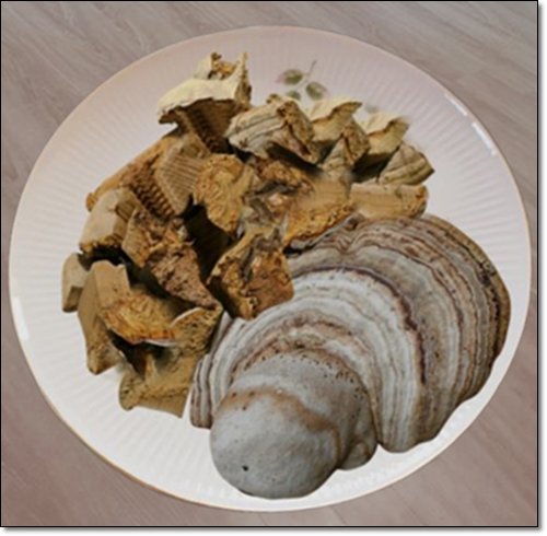 말굽버섯 먹는법