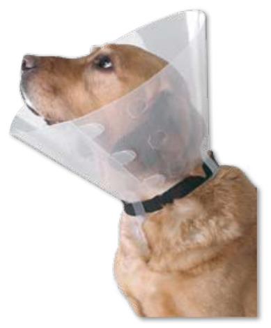 강아지 엘리자베스 칼라 이미지