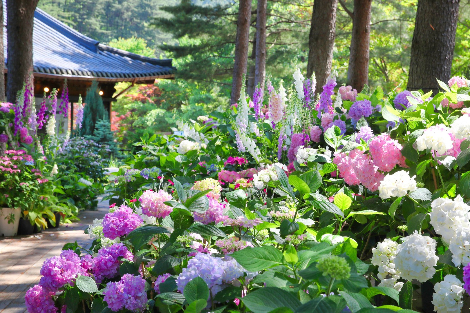 아침고요수목원 수국전시회