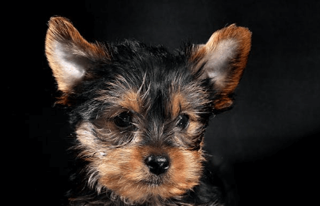 반려견 무료분양