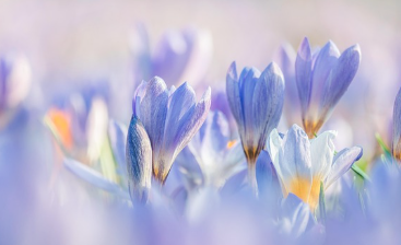 봄 인사말 모음 (회사,부모님,친구) 카톡 문자 총정리