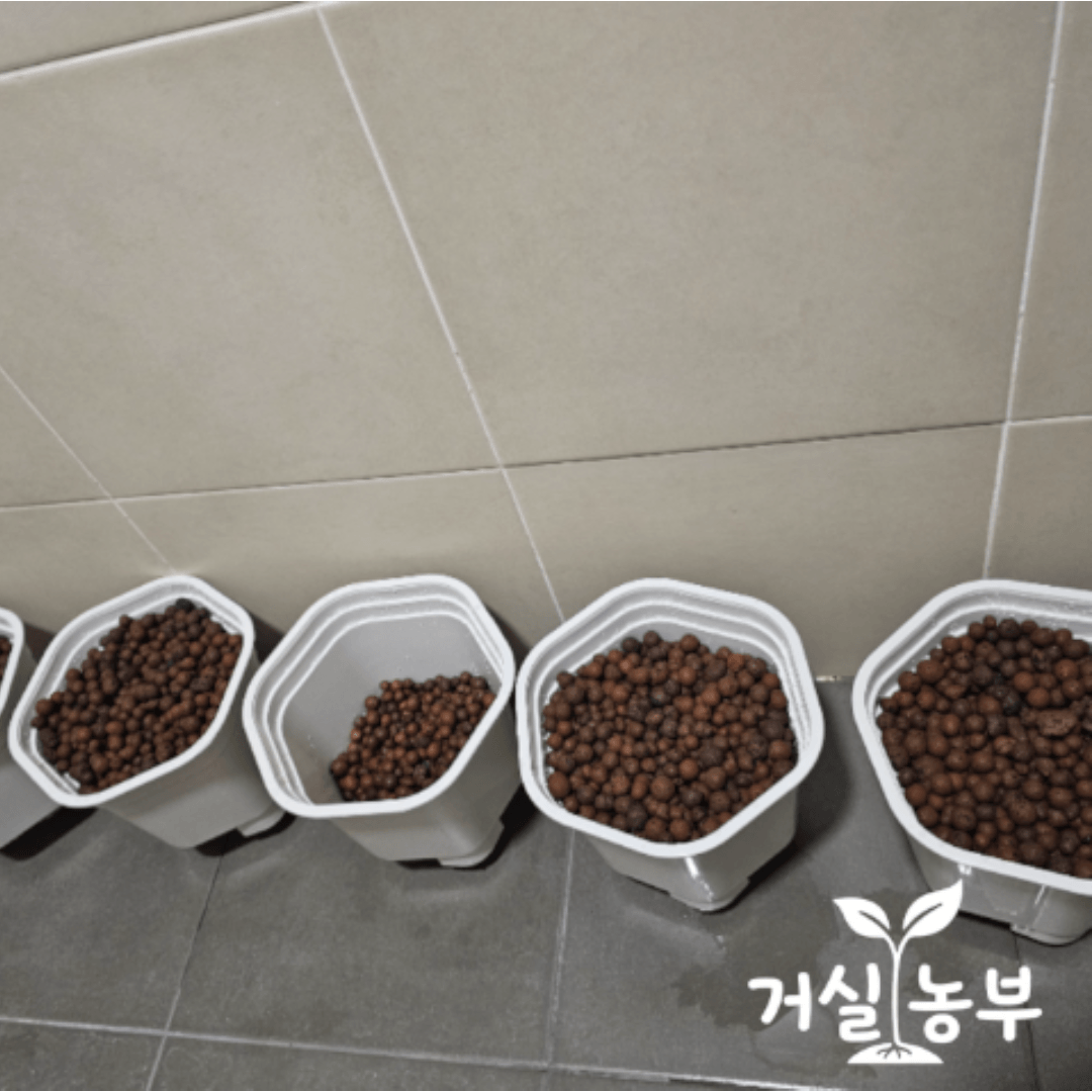 깻잎 수경재배를 위해 흰색 화분에 갈색 하이드로볼을 채운 모습