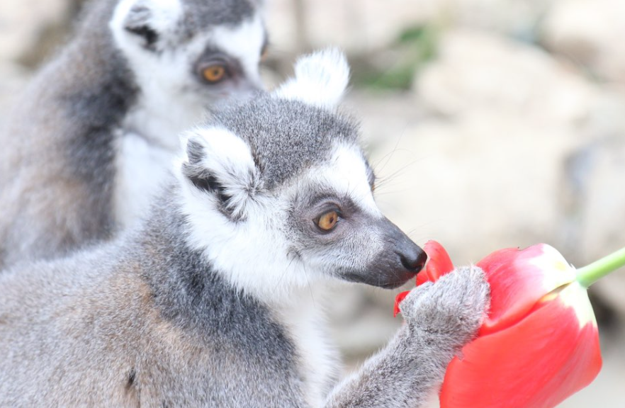네이처 파크 알락꼬리여우원숭이