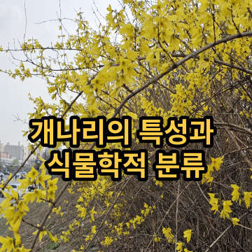 개나리의 특성