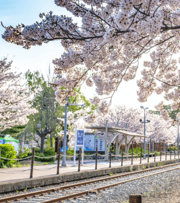 2025 진해군항제 경화역