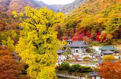 가을에 피는 꽃 은행나무-용문사 은행나무길