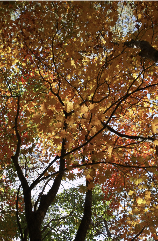설악산 케이블카 요금안내