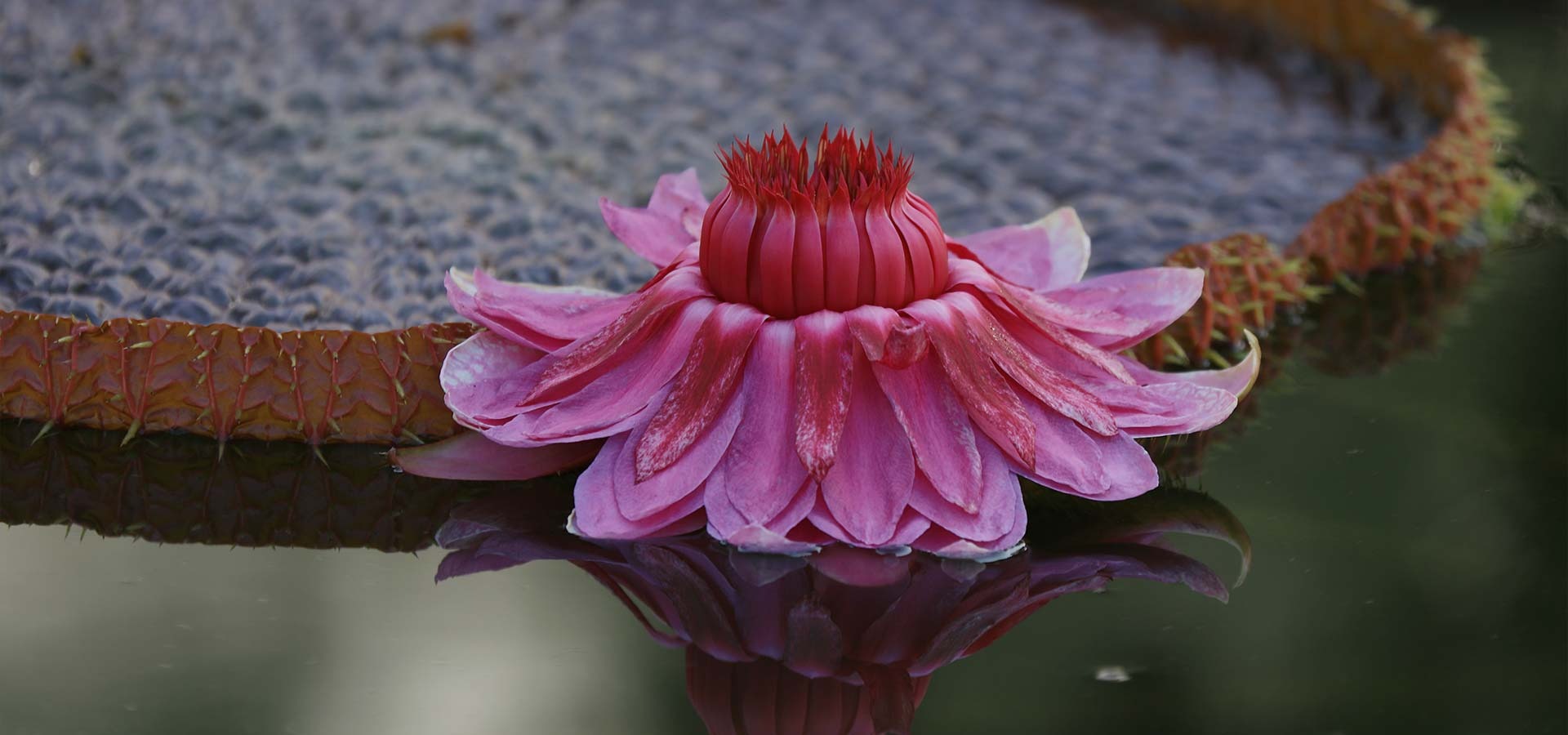 양평 두물머리 세미원 연꽃축제 연꽃문화제