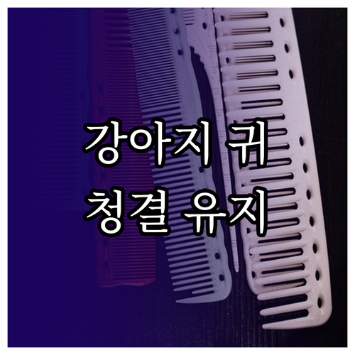 강아지 귀 관리 핵심: 귀 질환 예방..