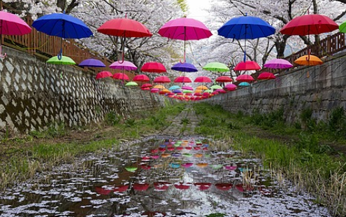 진해군항제 벚꽃 축제