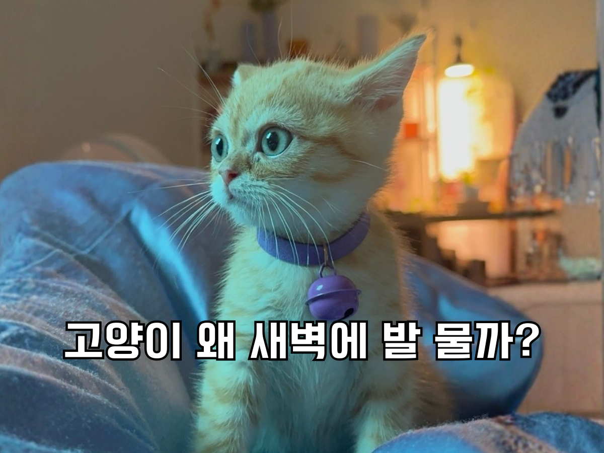 '고양이 새벽에 무는 이유'라는 제목이 적힌, 파란색 이불 위에 앉아있는 주황색 새끼 고양이의 모습.