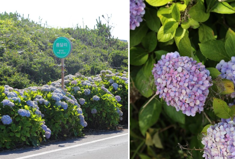 제주 종달리 수국길, 바다와 함께 만나는 여름의 보석길