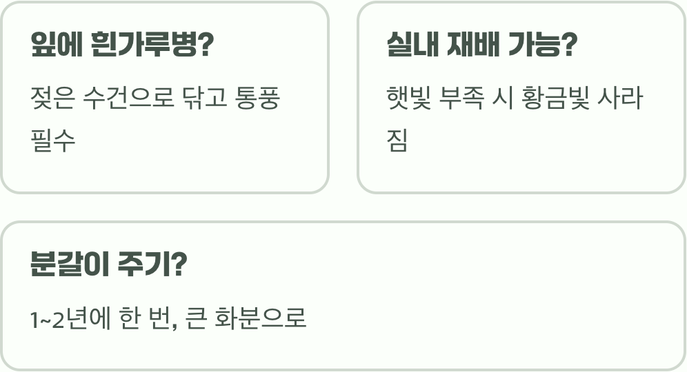 아파트 베란다에서 황금사철나무 키우기 A to Z
