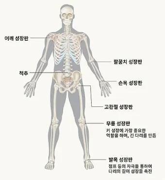 성장판 닫혀도 키 클 수 있는 방법과 성장 호르몬 시기_14