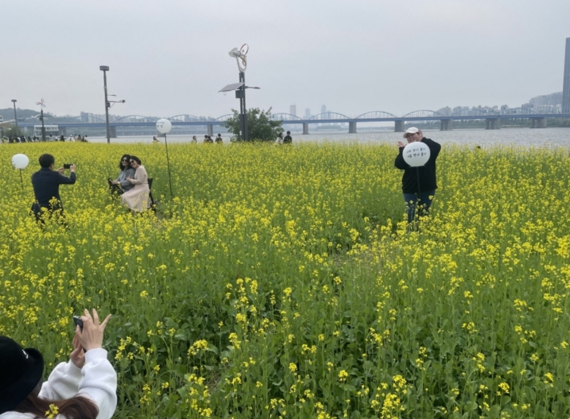 한강 서래섬 유채꽃 축제 이미지