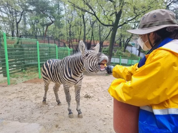 긍정강화 훈련을 하는 세로