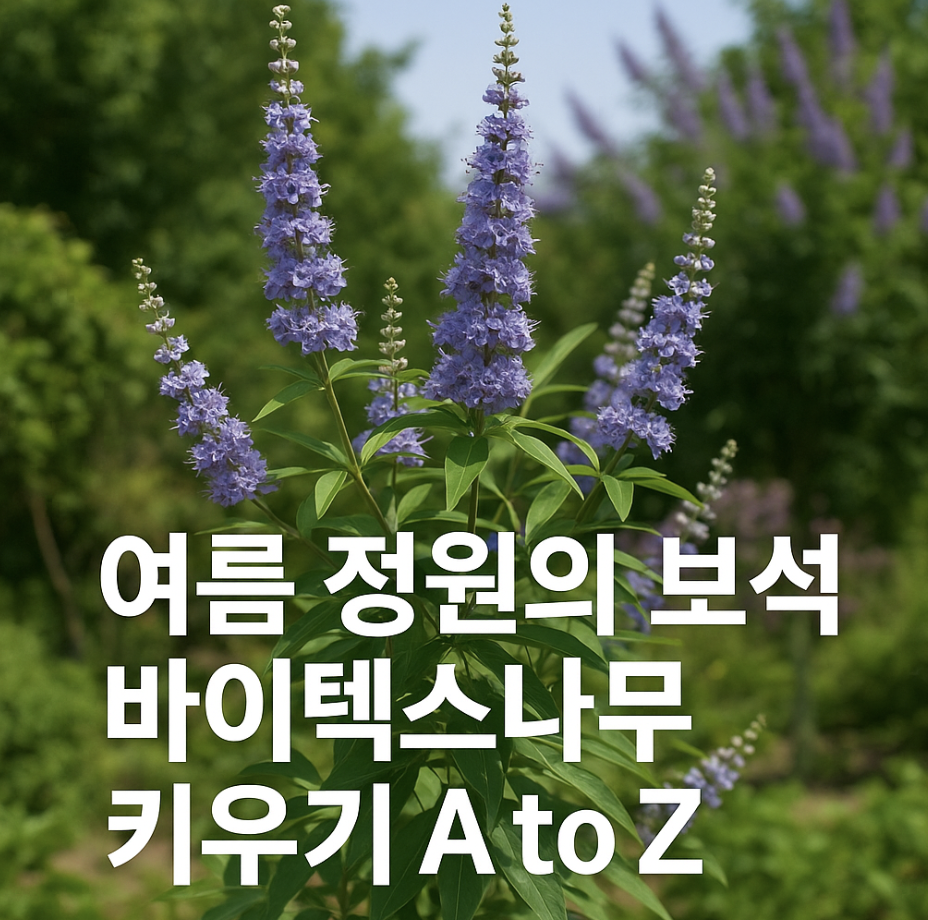 여름 정원의 보석, 바이텍스나무 키우기 A to Z