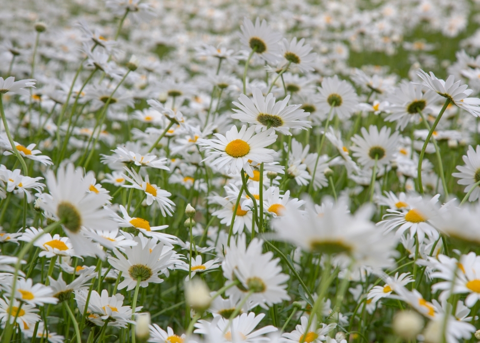 대구 서구 그린웨이