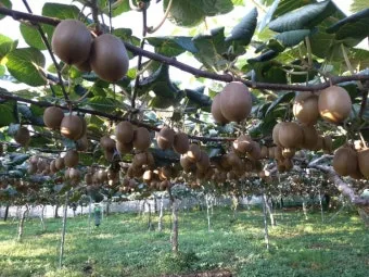 키위 재배 수분 수정 덩굴 유인 월동 대비_4