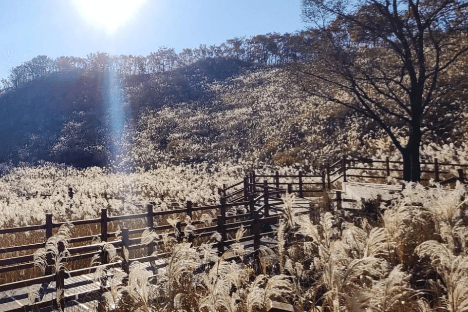 명성산 억새축제 경기도 가을여행지 가족데이트 추천 (2023) 출처: 네이버블로그 야가자!