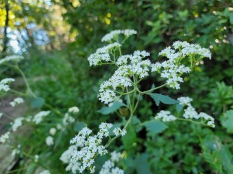 천궁 효능과 부작용 및 먹는 법