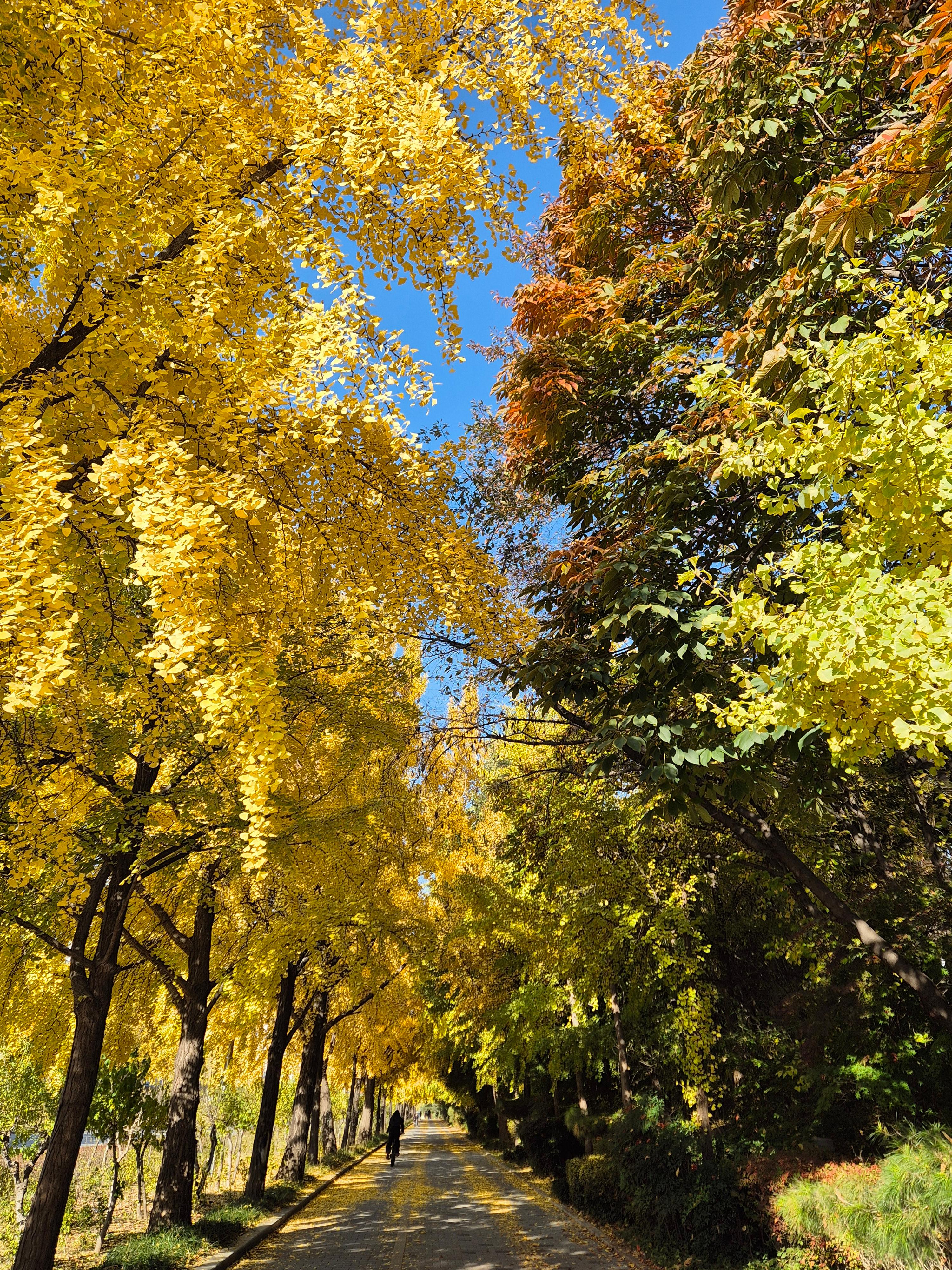 위례성대로의 단풍나무터널 입구