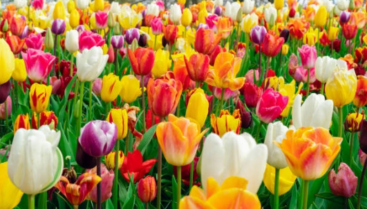 튤립 명소에 가서 찍은 사진